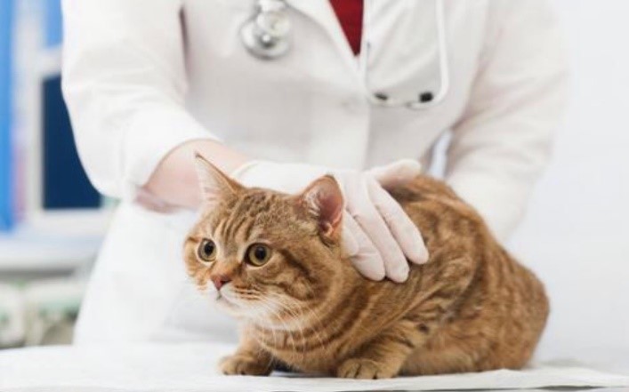 ペットの犬や猫が出産した死産の赤ちゃんは火葬してもらえるの